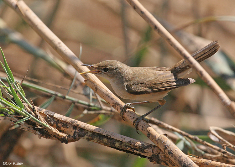   Eurasian Reed Warbler Acrocephalus scirpaceus   , , 2007:  